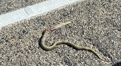 Lampropeltis holbrooki