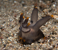 Thecacera