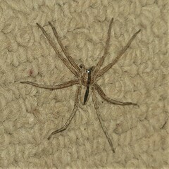 Pseudomicrommata longipes