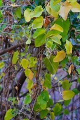 Aristolochia californica
