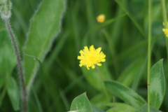 Pilosella officinarum