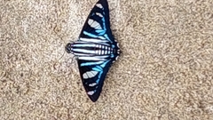 Jemadia sosia