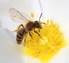 Andrena hesperia