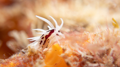 Okenia brunneomaculata