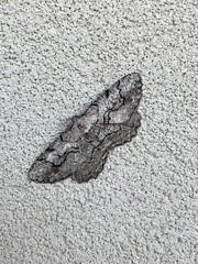 Cymatophora approximaria