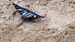 Jemadia sosia