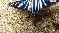 Jemadia sosia
