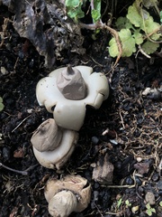 Geastrum