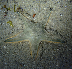 Astropecten jonstoni