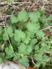 Lamium hybridum