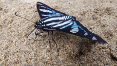Jemadia sosia