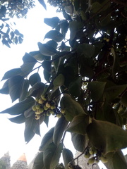 Ehretia latifolia