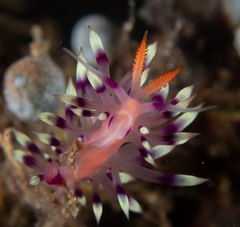 Coryphellina exoptata