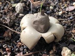 Geastrum