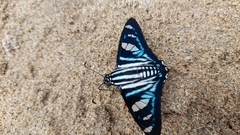 Jemadia sosia