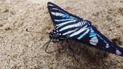 Jemadia sosia