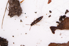Staphylinidae