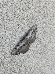 Cymatophora approximaria