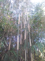 Pleioblastus simonii