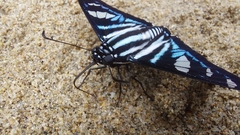Jemadia sosia
