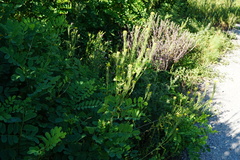 Erysimum virgatum