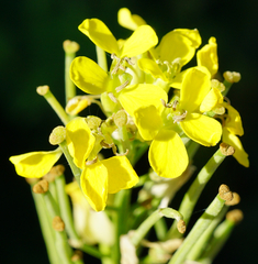 Erysimum virgatum