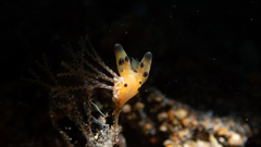 Thecacera