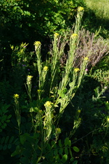 Erysimum virgatum