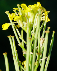 Erysimum virgatum