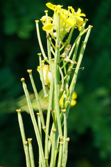 Erysimum virgatum