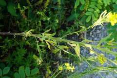 Erysimum virgatum