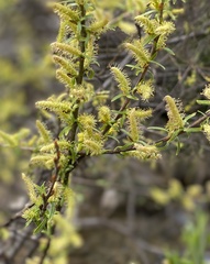 Salix eleagnos