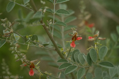 Indigofera lindheimeriana