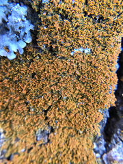 Xanthomendoza weberi