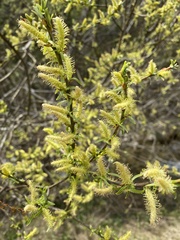 Salix eleagnos