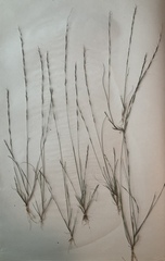 Aristida longespica