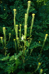 Erysimum virgatum