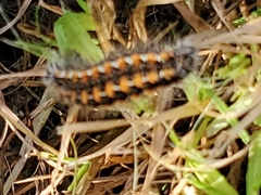 Acronicta insularis