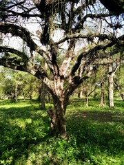 Vachellia aroma