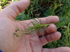 Spergula arvensis