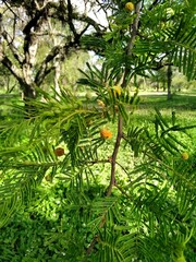 Vachellia aroma