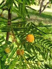 Vachellia aroma