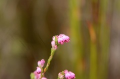Erica melanacme