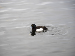 Aythya fuligula
