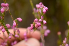 Erica melanacme