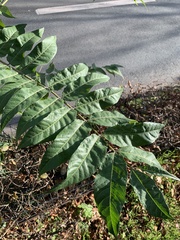 Ailanthus altissima