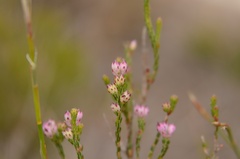Erica melanacme