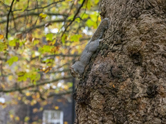 Sciurus carolinensis