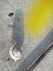 Hygromia cinctella