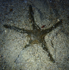 Astropecten